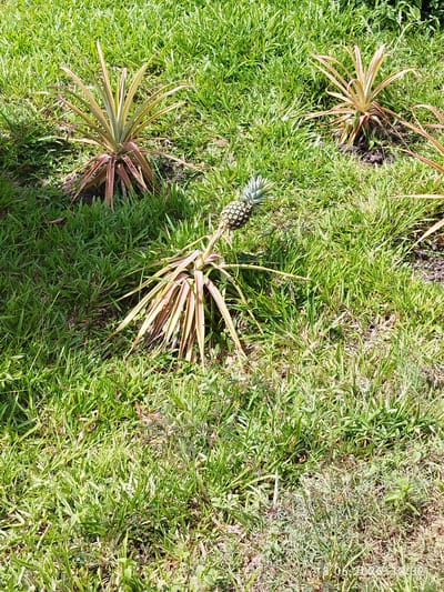 The image shows a pineapple plant with a fruit growing on it, lying on its side in a grassy area. The plant has spiky green and reddish-brown leaves. Another pineapple plant is visible to the left, and a third to the right. The ground is covered in lush green grass, with some areas of bare earth. The scene appears to be outdoors in a sunny environment. The location is Tuek Chhou, Cambodia.