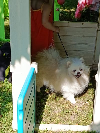 A fluffy white Pomeranian dog is standing on a grassy area next to a white plastic playhouse. The dog is wearing a black leash. A child in a red dress is partially visible inside the playhouse, holding the leash. The playhouse has a blue and green plastic slide. The background shows green grass and some plants. The location is Shishkin Les, Russia.