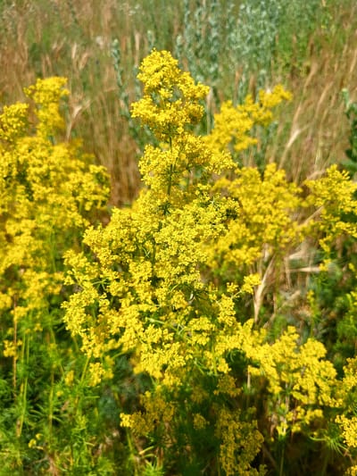 The image is a close-up, medium shot of a cluster of bright yellow flowers in bloom, set against a blurred background of green foliage and dry, tan stalks. The flowers are small and numerous, clustered together on thin, green stems, creating a feathery appearance. The focus is on the central flower cluster, which is sharp and detailed, while the surrounding plants and background are softly out of focus, creating a shallow depth of field. The lighting suggests it is daytime, with the sun illuminating the yellow petals, making them appear vibrant and almost luminous. There are no people, animals, or man-made objects visible in the image. The scene appears to be a natural outdoor environment, likely a field or meadow. The specific location in the city of Kedyna Hora, Ukraine, cannot be determined from the image itself, as there are no identifying landmarks or contextual clues.