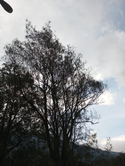 The scene, located in Ambositra, Madagascar, depicts a predominantly natural landscape under an overcast sky. The foreground is dominated by the silhouetted canopy of multiple trees, characterized by a dense network of dark branches and fine, dark foliage. The trees obscure the lower horizon. The sky, brighter than the foreground, displays extensive grey and white cloud cover, with a patch of light blue sky visible in the upper right quadrant. A dark, elongated object, consistent with a streetlamp head, is partially visible at the extreme top-left. Vague outlines of distant, dark hills or mountains are discernible below the tree line in the lower background. No human figures or activities are present.