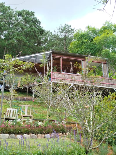 This image depicts an outdoor scene with a rustic wooden structure elevated on stilts, resembling a house or cafe, nestled amidst lush greenery. The structure features a slanted, transparent roof and a wooden deck with railings. In the foreground, a garden is visible with a variety of flowering plants, including purple salvia and pink and white blooms, bordered by smooth, grey stones. Two simple wooden chairs are placed on a grassy slope behind the garden. The background is dominated by tall evergreen trees and other foliage, suggesting a natural, perhaps mountainous or forested environment. The sky is overcast. The scene is likely located in Trường An, Vietnam, a region known for its natural beauty and potential for eco-tourism.