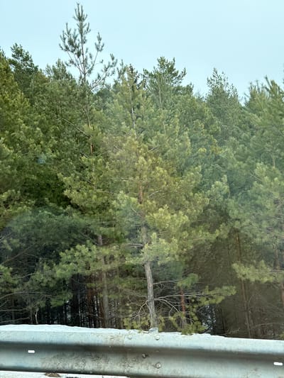 The image depicts a dense coniferous forest under an overcast sky in the city of Doksha, Russia. The foreground is dominated by a grey metal guardrail, partially covered with snow and grime, positioned horizontally across the lower portion of the frame. Visible details on the guardrail include multiple bolts and at least one horizontal slot. Behind the guardrail, a layer of snow covers the ground, extending into the darker, shadowed areas of the forest floor. The forest consists primarily of evergreen trees, likely pines and spruces, with varied shades of green foliage filling the mid-ground and background. The trees are densely packed, with some individual tree trunks and branches distinguishable, while others blend into a thick canopy. The sky, occupying the top quarter of the image, is a uniform light grey, indicating overcast conditions. No people, animals, or specific actions are visible within the scene.