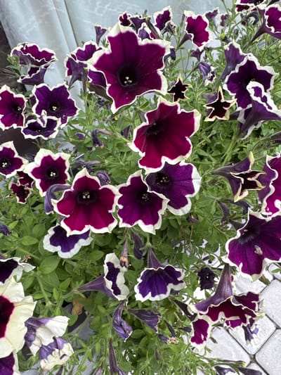 In Berezhany, Ukraine, a close-up shot captures a vibrant display of petunia flowers. The flowers exhibit a striking color palette, primarily deep purple with contrasting white ruffled edges. Their trumpet-shaped blooms are clustered together, some fully open and others partially unfurled, revealing darker centers. Green foliage forms a lush backdrop, with some spent or wilting blooms adding texture to the scene. The lighting suggests it is daytime, possibly outdoors.