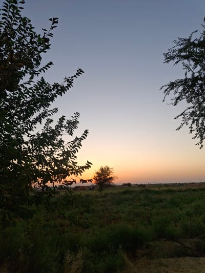 A serene sunset scene unfolds in the city of Ko`kdala, Uzbekistan. Silhouetted trees frame a vast, open field bathed in the warm hues of dusk. The sky transitions from a pale blue at the top to a soft orange near the horizon, where the sun dips low. In the middle ground, a solitary tree stands amidst the green grass, illuminated by the setting sun. The background reveals a scattering of small buildings and distant hills, suggesting a rural or semi-rural environment on the outskirts of the city. The foreground is dominated by lush, dark green vegetation, with dried grass visible at the very bottom of the frame. The overall impression is one of tranquility and the peaceful end of a day.