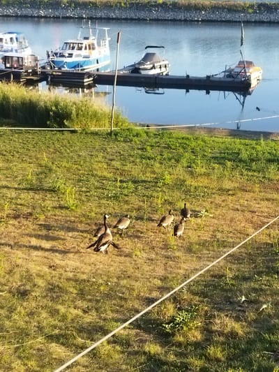 A flock of seven Canada geese are standing and walking on a grassy area with dry patches, next to a body of water. The water is calm, reflecting the sky and several boats docked nearby. The boats include a white and blue motor yacht, a smaller boat with a canopy, and a pontoon boat with a flag. The background shows a shoreline lined with rocks and vegetation. The scene appears to be an outdoor recreational area, likely a marina or harbor, in Leverkusen, Germany.