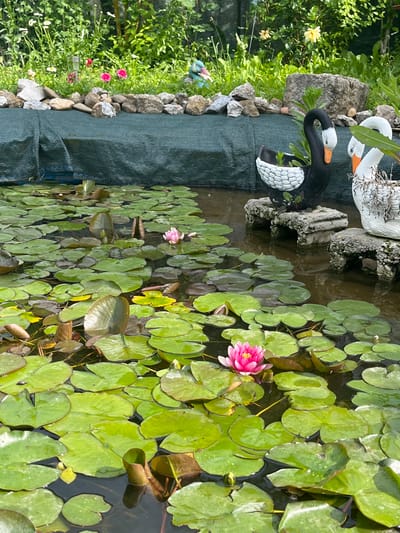 The image shows a small pond in Piperkovo, Bulgaria, filled with lily pads. Two pink water lilies are in bloom. Along the edge of the pond, there is a raised border of rocks and a green tarp. Two ornamental swan figures are placed near the edge of the pond. Green foliage and other plants are visible in the background.