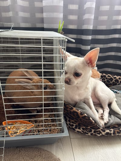 A tan rabbit is inside a wire cage on the floor, with a food bowl containing pellets and seeds. To the right of the cage, a small white Chihuahua dog is resting on a leopard-print dog bed. The dog is looking towards the rabbit. In the background, a striped curtain is visible. This scene is located in Shepetivka, Ukraine.