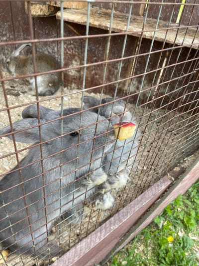 An overhead shot captured through the rusty metal bars of an animal hutch shows two rabbits in an outdoor setting in Timofeevka, Russia. The primary subject is a large grey rabbit with floppy lop ears, positioned centrally, with a piece of apple with red skin wedged into the wire mesh directly in front of its mouth. The rabbit appears to be actively eating or trying to reach the apple.
To the lower left, a smaller, light brown or tan rabbit, possibly a young bunny, is visible on the wood-shaving covered floor of the hutch, looking downwards or resting. The hutch itself features wooden planks and a floor covered in wood shavings or bedding material. The wire mesh creates a visible grid pattern across the entire image, through which the scene is viewed.
Beyond the hutch, green grass and a single yellow dandelion flower are visible, indicating an outdoor, daytime setting with clear weather. The metal bars show signs of rust, suggesting an older enclosure. The lighting is bright and natural, casting no harsh shadows. No visible text is present in the image.