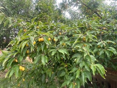 This image showcases a close-up view of a tree laden with small, yellow fruits, possibly cornelian cherries, against a backdrop of lush green foliage. The branches are densely packed with vibrant green leaves, some of which appear to have a slight variegation. The fruits, clustered together in small groups, hang from the stems, adding pops of color to the verdant canopy. The lighting suggests it might be daytime, possibly late afternoon, given the soft illumination filtering through the leaves. The background hints at an outdoor setting, with glimpses of what could be a garden or orchard, and a rustic brick structure visible on the right side of the frame. The overall impression is one of abundance and the natural beauty of a fruit-bearing tree. The context provided places this scene in Ohrid, Bulgaria, suggesting a specific geographical and cultural setting for this harvest or natural display. There is no visible text in the image.