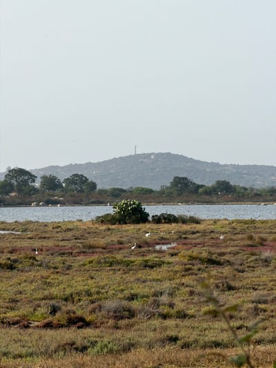 The image shows a landscape scene at a salt marsh area near Santu Diadòru/San Teodoro, Italy. In the foreground, there is a field of low-lying vegetation, with patches of reddish and green plants. Several white birds, likely egrets or herons, are scattered across the marshland. One bird is visible in the bottom left corner, another is in the middle ground to the left, and two more are further back to the right. A larger bird is visible to the far right in the middle ground. In the middle distance, there is a body of water, appearing to be a lagoon or shallow sea. On the edge of the water, a large prickly pear cactus is growing. Beyond the water, a line of trees and shrubbery borders the landscape. In the background, a rolling, rocky hill rises, with a telecommunications tower or structure visible at its summit. The sky is overcast and pale. The overall impression is a natural, coastal wetland environment.