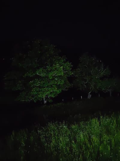 This media file depicts a nighttime scene in Ukeshi, Georgia. The primary subjects are several trees and a field of grass. The trees are large and leafy, with some appearing older and more gnarled than others. They are illuminated by an unseen light source, which casts a green hue on their foliage. The grass in the foreground is tall and appears somewhat wild, with small white flowers scattered throughout.
The setting is a rural or semi-rural area, suggested by the presence of the trees and open field. There are a few fence posts visible between the trees, implying a boundary or pasture. The sky is completely dark, indicating it is nighttime. The lighting suggests artificial light is being used, possibly from a nearby building or a flashlight, as there is no moonlight visible.
No people or specific activities are depicted. The overall mood is serene and perhaps a little mysterious due to the darkness and the selective illumination of the scene. The image focuses on the natural elements of the landscape under the cloak of night. No text is visible in the media file.
