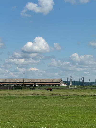 This is a vertical, eye-level, full-shot photograph of a rural landscape in Maksimovshchina, Russia, under a bright, partly cloudy sky. In the foreground, a vast, lush green field stretches across the frame, dotted with small white flowers and a narrow strip of darker, tilled earth horizontally bisecting the field. A single brown horse grazes peacefully in the middle ground, positioned to the left of the frame's vertical center.

Beyond the field, a long, weathered barn-like structure with a corrugated roof dominates the middle ground. The building appears to be old and in disrepair, with visible signs of aging and decay. Wooden fencing encloses the area around the structure. Several utility poles with overhead wires are visible throughout the scene, with some clustered near the barn and others receding into the background. In the far distance, a dark, tree-covered horizon line completes the landscape. The overall impression is one of rural tranquility, with the aged architecture contrasting with the vibrant natural environment.