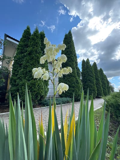 In Gubarevo, Russia, a flowering yucca plant with large, white, bell-shaped blooms stands in the foreground. Its spiky green and yellow leaves are sharply in focus, framing a paved walkway that leads past a row of tall, slender evergreen trees. Behind the trees, a white building with a dark, sloped roof is partially visible. The sky above is a mix of bright blue and dramatic, grey clouds.