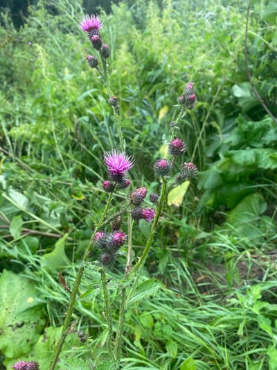The image shows a close-up of a prickly thistle plant with purple flowers, set against a blurred background of green foliage. The plant is the primary subject, with several buds and one fully bloomed flower visible. The stems are green and covered in sharp spines. The background suggests an outdoor, natural setting, possibly a field or overgrown area. The scene is devoid of any human presence or any specific urban features that would indicate its location in Заволжский, Russia.