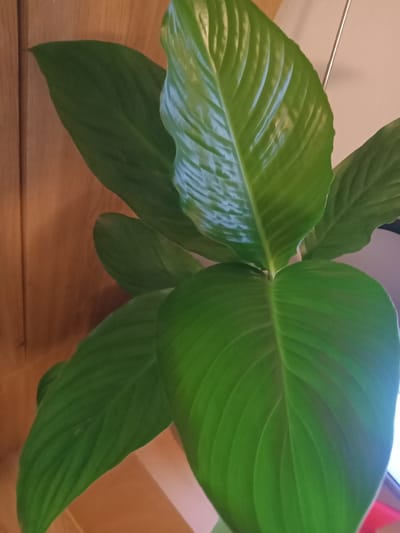 The image is a close-up shot of several large, glossy green leaves of a houseplant, likely a peace lily, in an indoor setting. The leaves are vibrant and show prominent parallel veins. Some leaves have a slight sheen, indicating they may have been recently watered or are naturally waxy. The background features a wooden surface on the left, possibly a piece of furniture or a door, with a textured grain. To the right, there is a neutral-colored wall and a thin, vertical silver object that could be a curtain rod or a thin metal stand. The lighting appears to be natural, coming from the right, casting subtle shadows and highlighting the contours of the leaves. There is no indication of the city of Kielce, Poland, in the image itself.