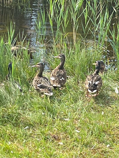 The image shows a group of ducklings swimming and resting on the grassy bank of a body of water. The ducklings are small and have speckled brown and white feathers. Some are partially submerged in the water, while others are on the shore, nestled in the tall green grass. The water appears calm and reflects the surrounding vegetation. The scene is likely set in a natural environment, possibly a pond or a riverbank, given the presence of grass and water. The lighting suggests it is daytime, with bright sunlight casting shadows. The overall atmosphere is peaceful and natural, showcasing young waterfowl in their habitat. No text is visible in the image.