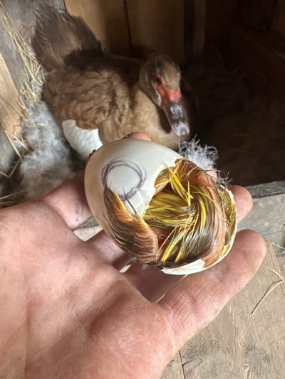 A close-up, handheld shot captures a developing duckling emerging from a cracked egg, held in a person's palm. The duckling's downy feathers, a mix of brown and yellow, are visible through the eggshell. In the background, a larger duck, mostly brown with white markings and a red-orange face, rests in a nest of straw and downy fluff within a wooden enclosure. The scene is likely a farm or rural setting in Shcherbanka, Ukraine. The focus is on the hatching process, emphasizing the fragility and nascent life within the egg.