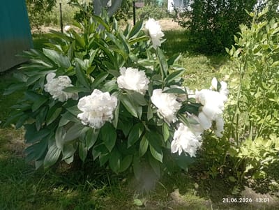 In the village of Khatsyentsy, in the Khatsyentsy rural council of Belarus, a bush of white peonies is in bloom. The peonies are fully open, revealing their delicate petals. The bush is lush and green, with dark green leaves providing a backdrop for the white flowers. The ground around the bush is covered with grass and a few fallen leaves. In the background, a wooden fence and trees can be seen. The sun is shining, casting a warm glow on the scene. The image was taken on June 21, 2026, at 13:01.