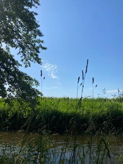 This image depicts a tranquil waterside scene under a clear blue sky, likely located near Чэрвеньскі сельскі Савет, Belarus. A large tree with dense green foliage occupies the upper left portion of the frame, its branches extending towards the sky. In the foreground, a calm body of water with ripples reflects the sunlight and surrounding vegetation. Tall green grasses and reeds line the water's edge, creating a natural border. Several stalks of dried grass with seed heads are visible, standing out against the lush green backdrop. The background consists of a dense field of tall green grass, suggesting an open meadow or wetland area. The sky is a vibrant blue with a few wispy white clouds scattered across it. There are no people or animals visible in the image, and no discernible human-made structures are present. The overall impression is one of natural serenity and untouched landscape.