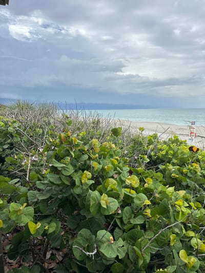 The image depicts a view of Melbourne Beach, Florida, overlooking the ocean. In the foreground, lush green sea grape bushes with rounded leaves dominate the scene, their branches reaching upwards. Behind the bushes, a sandy beach stretches to the edge of the turquoise ocean. The sky above is overcast with heavy, gray clouds, hinting at an impending storm. A red-and-white lifeguard stand with a life preserver is visible on the beach, to the right of the frame. The overall impression is one of a natural coastal environment on a cloudy day.