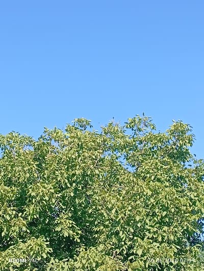A close-up, upward-facing shot captures the lush green foliage of a large tree against a clear, bright blue sky. The leaves are dense, forming a thick canopy that occupies the lower half of the frame. Sunlight filters through the leaves, creating a dappled effect. The upper portion of the image is dominated by the expansive sky. The bottom left corner of the image displays the watermark "REDMI 14C". The bottom right corner shows a date and time stamp: "20.06.2026 07:39". The image appears to have been taken outdoors in a natural setting, possibly in a park or residential area in Mekhrabad (Proletarsk), Tajikistan, given the information provided.