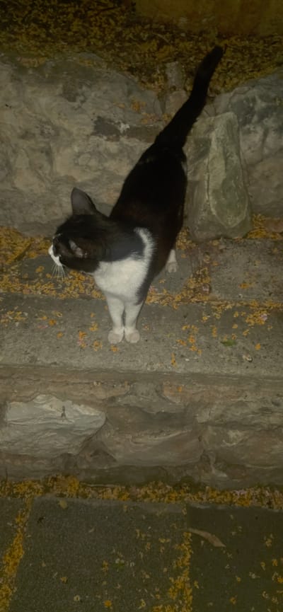 The media file shows a black and white cat lying on a stone surface, possibly stairs or a pathway, covered with scattered yellow and pink flower petals. The cat is positioned diagonally in the frame, with its head facing the lower right. It is mostly black with a white chest and paws, and its eyes are not clearly visible. The background consists of large, rough-hewn stones, some of which are light gray and others darker. The lighting suggests it is either nighttime or a very dimly lit area, with a strong light source from the top left creating shadows. The presence of fallen flower petals suggests an outdoor setting, possibly in a garden or public space. The overall mood is quiet and still, with the cat appearing relaxed. There is no visible text in the image. The scene is consistent with an outdoor environment in Karmiel, Israel, which has many areas with stone pathways and vegetation.