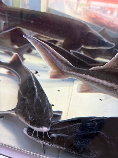 The image shows several sturgeon swimming in a tank, possibly at a fish market or aquaculture facility in Sokilnyky, Ukraine. The sturgeon are dark in color, with elongated bodies and distinctive barbels around their mouths. One sturgeon is in the foreground, facing the camera, with its barbels clearly visible. Another sturgeon is partially visible behind it. In the background, more sturgeon are swimming in the tank, with their bodies appearing elongated and dark. The tank is transparent, allowing a clear view of the fish. The lighting is bright, illuminating the fish and the water. The environment appears to be clean and well-maintained, suitable for housing live fish.