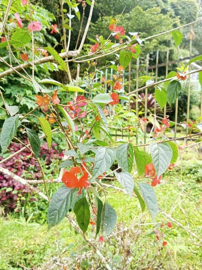 A vibrant Copperleaf plant is in focus. The leaves are varying shades of green and heart-shaped. The flowers are bright orange. The plant's thin brown branches contrast with the lush foliage. The background includes a metal fence, a glimpse of a building, and other green plants and grass. The scene suggests a well-maintained garden or natural area.