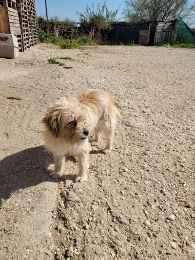 The image depicts an outdoor scene in Ανδραβίδα, Greece, under bright sunlight. A medium-sized dog with light brown and white shaggy fur stands in the foreground on a surface of light-colored gravel and packed dirt. The dog is facing slightly right, with its muzzle appearing soiled. Its shadow is cast to its left. In the left background, stacked wooden pallets are visible alongside a light-colored pet carrier. The middle and right background feature more disarranged wooden pallets, sparse green vegetation, and a dark-colored fence or structure, with trees visible under a clear blue sky. No human subjects are present.