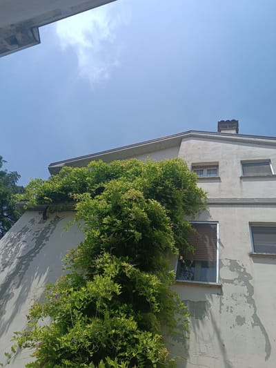 The image shows the upper portion of a light-colored building in Casalmaggiore, Italy, under a clear blue sky with a few wispy clouds. The building has a pitched roof with a dark-colored, decorative chimney. Green foliage from a climbing plant covers a significant portion of the building's facade, extending along the roofline and down the wall. There are several windows visible; some have blinds pulled down, and others are open. The paint on the building's exterior is weathered and peeling in some areas, revealing patches of a darker underlayer and casting shadows from the foliage. A concrete overhang or structural element is visible in the top left corner of the image.