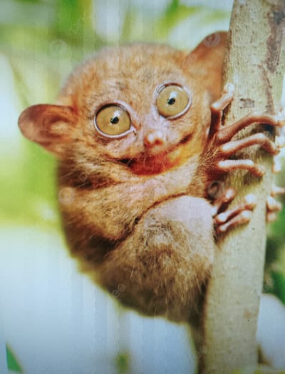 A tarsier, a small primate with large eyes, clings to a tree trunk in a natural environment, likely a forest. The tarsier is positioned in the center of the frame, with its face prominently displayed. Its large, round eyes are a striking feature, and its delicate fingers are wrapped around the tree. The background consists of blurred green foliage, suggesting a jungle or forest setting. The image is a close-up shot, focusing on the details of the tarsier and its immediate surroundings. There is no indication of human presence or any urban elements; therefore, this scene cannot be located in Meunasahaluedrienlhoksukon Barat, Indonesia, or any other city.