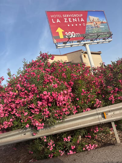 This image captures a billboard for "HOTEL SERVIGROUP LA ZENIA" situated in Urbanización La Cenia, Spain. The billboard, predominantly red, features text indicating the hotel's name, a star rating, an arrow pointing left, and the distance "300m." A photograph of a hotel with a beach and people on a paddleboard is displayed on the right side of the billboard, along with a website address. The billboard is supported by a metal structure. In the foreground, a vibrant bush with numerous small pink flowers and green leaves is visible, partially obscuring a silver metal guardrail that runs horizontally across the lower portion of the image. Behind the bush, a light-colored building with a red-tiled roof can be seen. The sky is a clear blue.