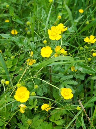 A close-up, eye-level shot captures a cluster of bright yellow buttercup flowers amidst lush green foliage. The buttercups, with their glossy petals and intricate centers, are the focal point, some fully bloomed while others are still in bud. Interspersed among the flowers are spiky, green seed pods, adding textural contrast to the scene. The background is a blur of various green leaves and stems, suggesting a natural outdoor setting. The image depicts a vibrant patch of wild flora in an area that could be located within Дубровенскі сельскі Савет, Belarus, possibly a meadow, field, or roadside verge. There are no people or animals present.