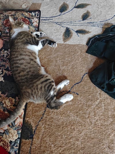 A tabby and white cat is sleeping on its back on a carpet in Chorbogh, Tajikistan. The cat is curled up on a floral rug on the left and a brown carpet on the right. Its paws are in the air, and its eyes are closed. The cat's fur is a mix of gray, black, and white stripes. There is also a dark green fabric with sequins on the right side of the image. The scene appears to be indoors, possibly in a living room or bedroom.