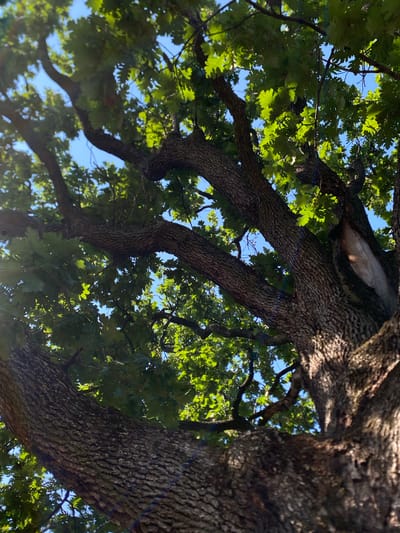 The image shows a low-angle view looking up into the canopy of a large, old oak tree against a clear blue sky. The thick, gnarled bark of the tree's trunk and branches is textured and rough. Sunlight filters through the dense green leaves, creating bright highlights and dappled shade. Some branches are thick and substantial, while others are thinner and extend outwards. There is a visible hollow or cavity in the bark on one of the larger branches. The overall impression is one of natural beauty and the age of the tree. This scene is likely located in the city of Arandjelovac Municipality, Serbia, given the prompt's context, where such mature oak trees are common in parks and natural areas.