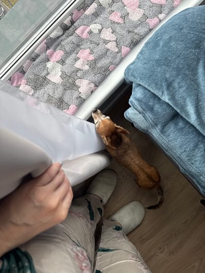 The image depicts a domestic scene. A small brown dog with a long body is standing on a wooden floor, looking upwards and towards a white fabric that is being held by a person's hands. The person is wearing light-colored pajamas with a floral pattern and white fuzzy slippers. To the left of the dog, there is a grey blanket with a pink and white heart pattern draped over a windowsill. To the right of the dog, a blue plush blanket is folded. The scene appears to be indoors, possibly a bedroom or living area. The image does not provide any information about the city of Vlasikha, Russia.