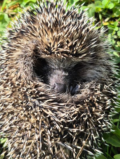 The image shows a close-up, overhead view of a hedgehog curled into a ball, its spines covering its body. The hedgehog's head is visible in the center, with its eyes closed and its nose slightly pointed. The spines are a mix of brown, tan, and white, with sharp tips. The hedgehog is nestled amongst green grass and leaves, suggesting it is outdoors in a natural environment. There are no people or man-made objects visible in the image. The lighting suggests it is daytime, with sunlight casting shadows on the spines. The image does not provide any information about the location in the city of Сарс, Russia.