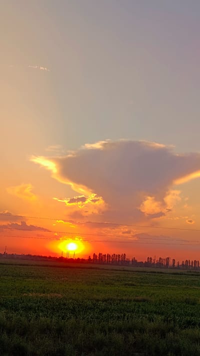 The image captures a vibrant sunset over a rural landscape, possibly in Erkin, Uzbekistan. The sky is a canvas of warm hues, transitioning from a pale peach at the top to a fiery orange and red near the horizon. A large, distinctive cloud formation dominates the upper portion of the sky, illuminated by the setting sun and casting soft shadows. Below, a dense line of tall, slender trees forms a dark silhouette against the bright sky, marking the edge of a vast, green field. The field itself is covered in lush, dense vegetation, appearing to be crops or wild grasses. In the foreground, the vegetation is a mixture of darker green tones, with some lighter patches suggesting growth variations or sunlight catching different textures. Two thin, dark horizontal lines, likely power or telephone wires, stretch across the mid-section of the image, adding a man-made element to the natural scenery. The overall scene evokes a sense of tranquility and the end of a day in a rural setting. There are no people or animals visible in the image.