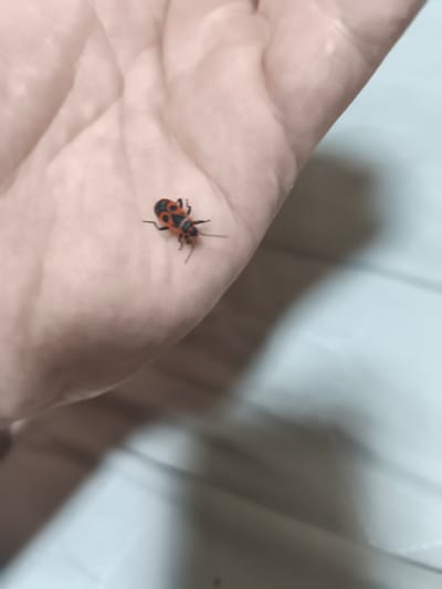 A close-up shot shows a small, red and black insect, possibly a soldier bug, resting on a human hand. The insect has a distinctive pattern of red and black markings on its body. The hand is fleshy and appears to be relaxed, with the insect positioned on the palm. The background is softly blurred, suggesting an indoor setting, possibly a home environment in Eitorf, Germany, though this cannot be definitively confirmed from the image alone. The lighting is diffused, casting gentle shadows. The overall impression is one of a casual encounter with an insect.