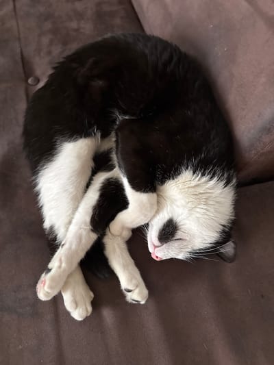 A black and white domestic cat is observed sleeping curled into a tight semi-circle on a brown upholstered surface, consistent with a sofa, in Orsay, France. The cat lies on its right side, with its head tucked towards its body and its front paws crossed over one another. Its fur pattern is predominantly black on the back and head, with significant white fur on its chest, belly, and paws. The cat's face is white, featuring a black patch over its left eye, a pink nose, and prominent white whiskers. Its eyes are closed, and a small tip of a pink tongue is visible. The brown surface shows a consistent fabric texture with subtle indentations.