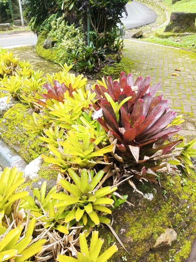 The scene depicts an outdoor landscaped area in Kanand, India. In the foreground, a dense arrangement of bromeliad-type plants is visible. A prominent plant on the right features dark red leaves with lighter green bases and reddish speckles, while numerous adjacent plants exhibit bright yellowish-green foliage. These plants are situated within or upon natural rock formations heavily covered in vibrant green moss. A grey concrete curb is partially visible along the left edge of the plant arrangement. A paved pathway, composed of rectangular or square blocks, begins in the mid-ground, showing patches of green moss, and curves towards the upper right background. Further into the background, a dark grey asphalt road or path curves into view on the left. Lush green vegetation, including various shrubs and tree trunks, forms the backdrop of the scene. No people, animals, or dynamic actions are present.
