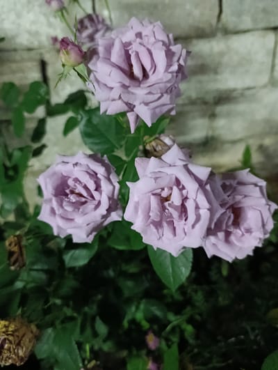 A close-up, low-light photograph showcases a cluster of light purple roses in bloom, set against a blurred backdrop of a light-colored brick wall and dark green foliage. The roses, with their tightly packed petals, appear to be a single variety. One rose is prominently featured at the top, with three others clustered below it and to the left. A small, pink rosebud is visible to the upper left of the main cluster. Some dried brown rose petals and leaves are also present in the lower left portion of the frame. The overall lighting suggests the photo was taken at night or in a dimly lit area, with a light source illuminating the roses from the front. There are no people or animals visible in the image. The location is identified as Chystiakove, Ukraine.