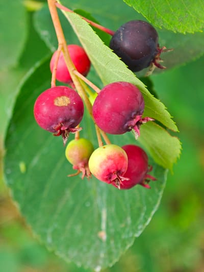 In Zaklinye, Russia, a close-up shot captures a branch of a saskatoon berry bush laden with ripening fruit. The berries are in various stages of development, ranging from pale green and yellow to vibrant pink and deep purple. Some berries show small, lighter-colored spots. The branch itself is thin and reddish-brown, with several smaller, delicate stems supporting the fruits. Lush green leaves, some serrated along the edges, provide a blurred backdrop, with hints of darker green and yellow foliage in the distance, suggesting an outdoor natural environment. The lighting appears natural, highlighting the textures and colors of the berries and leaves.