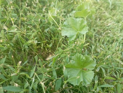 This media file displays a close-up view of green vegetation, likely in a natural outdoor setting. The primary subjects are various types of plants and grass, characterized by their different leaf shapes and stem structures. Two prominent palmate leaves with serrated edges are visible in the foreground, drawing attention due to their distinct form and vibrant green color. These larger leaves stand out against a backdrop of smaller, more delicate green leaves and grass blades, creating a sense of depth and texture. The lighting suggests it may be daytime, possibly with some sunlight filtering through, indicated by the bright illumination and subtle shadows. There are no people or visible text in the image. The setting appears to be a field or uncultivated area. The overall impression is one of natural growth and a simple, serene environment.