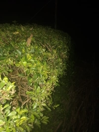 A dark image reveals a lush green hedge illuminated from the front. The hedge is dense with small leaves and branches. A few dried brown leaves are visible within the green foliage. To the right of the hedge, the scene fades into complete darkness, obscuring any details beyond the dense greenery. A thin pole is slightly visible above the hedge.