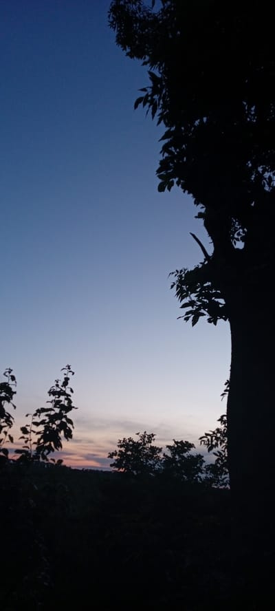 The image depicts a silhouette of trees and foliage against a twilight sky. The sky transitions from a deep blue at the top to lighter hues of pink and orange near the horizon, suggesting either dawn or dusk. In the foreground, the dark shapes of trees and bushes occupy the lower portion of the frame, with the most prominent being a large tree trunk on the right side. The image appears to have been taken in an outdoor, natural setting, possibly a park or a rural area. There are no people or animals visible. The location is identified as Krasivka, Ukraine, and the time is twilight.