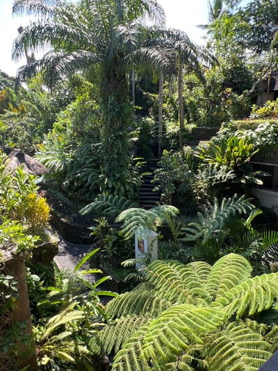 This is an outdoor shot of a lush garden in Kedewatan, Indonesia, abundant with tropical plants. A variety of ferns, palm trees, and other verdant foliage fills the scene, forming a dense and layered canopy. A stone pathway leads through the greenery, and steps can be seen ascending into the thick vegetation. A building is partially visible in the background, obscured by the abundant plant life. The scene is bathed in sunlight, creating shadows and highlights across the textured surfaces of the leaves.