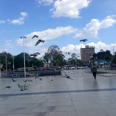 The image depicts a public plaza in El Limon, Venezuela, under a partly cloudy blue sky. A flock of pigeons is in mid-flight across the scene, with many birds in various stages of flapping their wings. In the foreground, a person wearing a dark jacket and pants, with a backpack, walks away from the camera across a paved plaza. The plaza is bordered by a metal railing. In the background, there are trees, buildings, and several white buses. A tall light pole is visible to the left of center.
