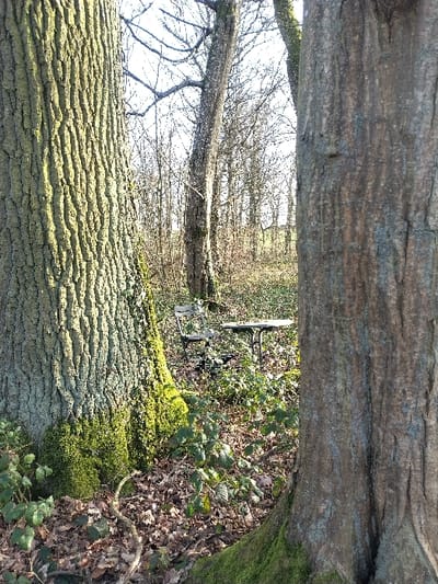 The image depicts a static scene within a wooded area in Roeser, Luxembourg, under natural daylight. Two large tree trunks dominate the foreground, framing the central view. The trunk on the left is thick, with deeply furrowed, grey-green bark, its base covered densely in bright green moss and creeping ivy. The trunk on the right is similarly substantial but has smoother, lighter grey-brown bark, also exhibiting moss growth at its base.
In the midground, positioned between and beyond the foreground trees, a dark-colored, possibly metal, outdoor table with a circular or square top is visible, accompanied by a matching chair featuring a slatted back. Both pieces of furniture are partially obscured by dense green undergrowth and a scattering of dry, brown fallen leaves on the forest floor. A thick, twisting vine is visible on the ground in front of the left tree.
The background consists of numerous deciduous trees with bare branches, indicative of late autumn or winter. Through the sparse canopy, a brighter area, potentially an open field or the sky, is visible. No individuals are present, and no actions or interactions are occurring within the frame.