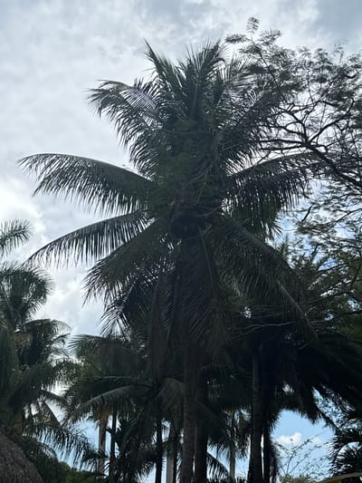This is a low-angle shot of a palm tree in Davie, Florida. The fronds are silhouetted against an overcast sky. Other trees are visible in the background. The trunk is not visible.